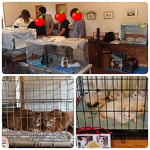 保護ねこ里親会＆ワークショップ